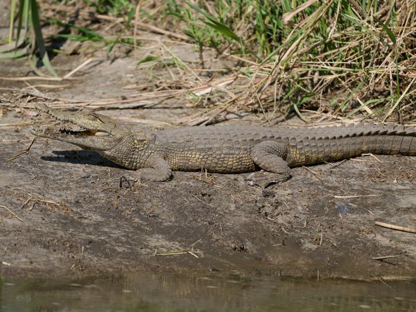 <h3>Crocodylus niloticus / Nile crocodile / Nijl krokodil</h3>OM-1 Mark II with OLYMPUS M.150-400mm F4.5, 1/2000 sec at F4.5, ISO 320, distance 13.6 m